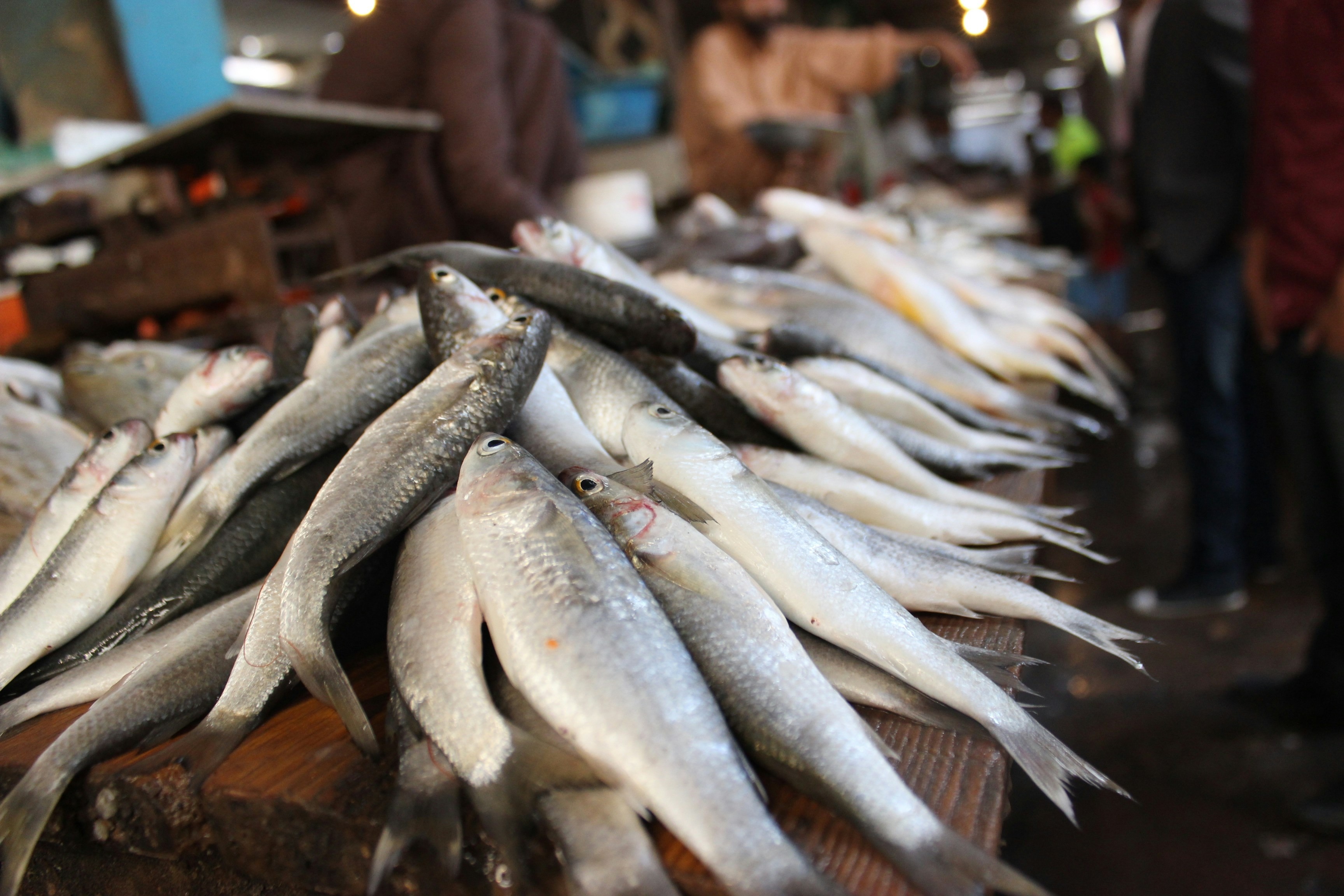 Mackerel