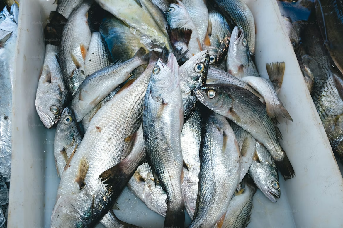 Seer Fish (King Fish)