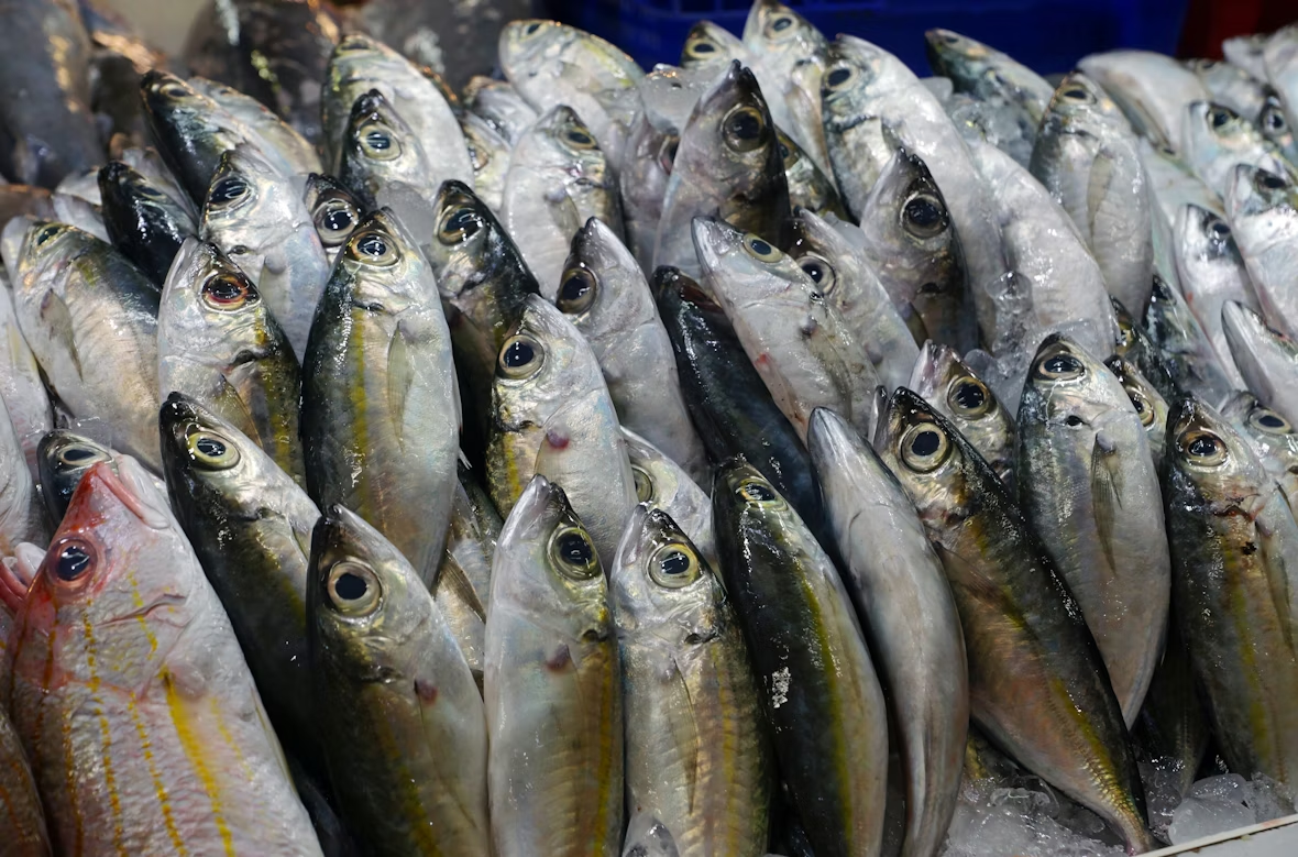 Tuna Fish