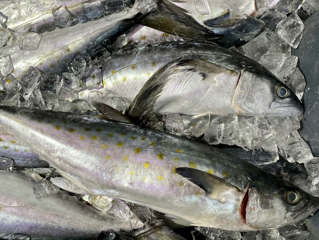 Tuna Fish