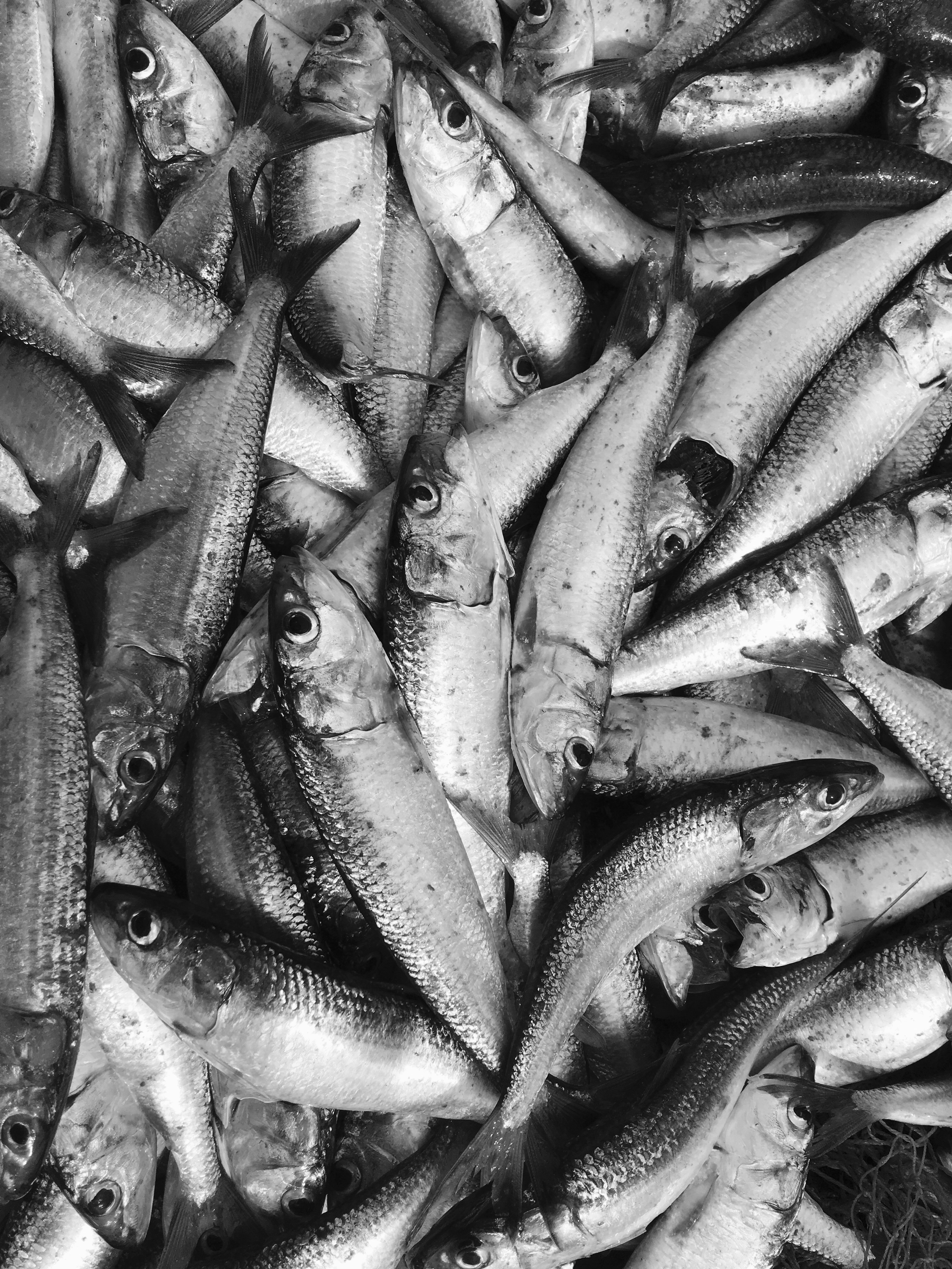 Sardine