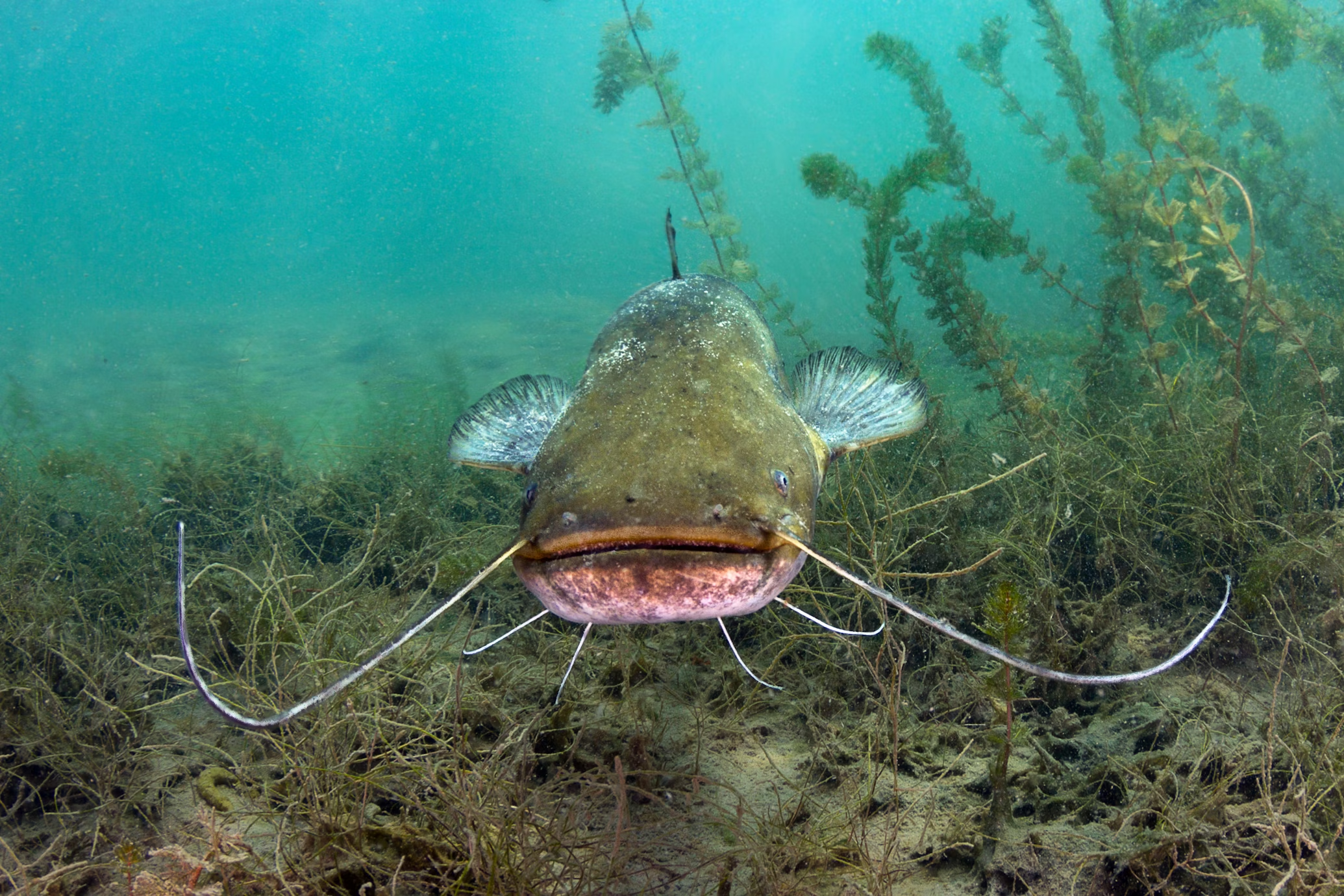 Catfish fish