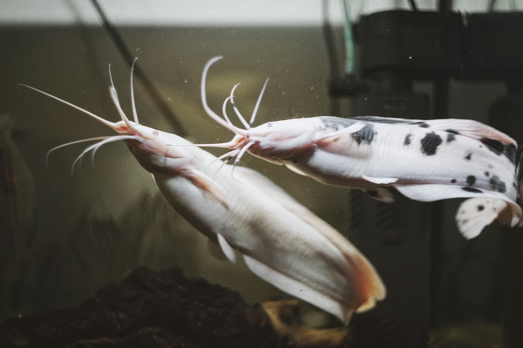 Catfish fish