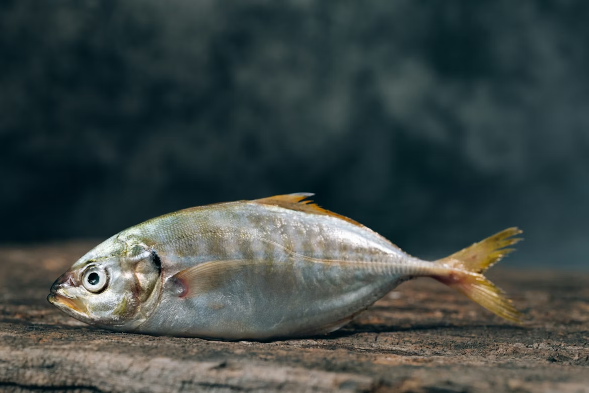 Pomfret