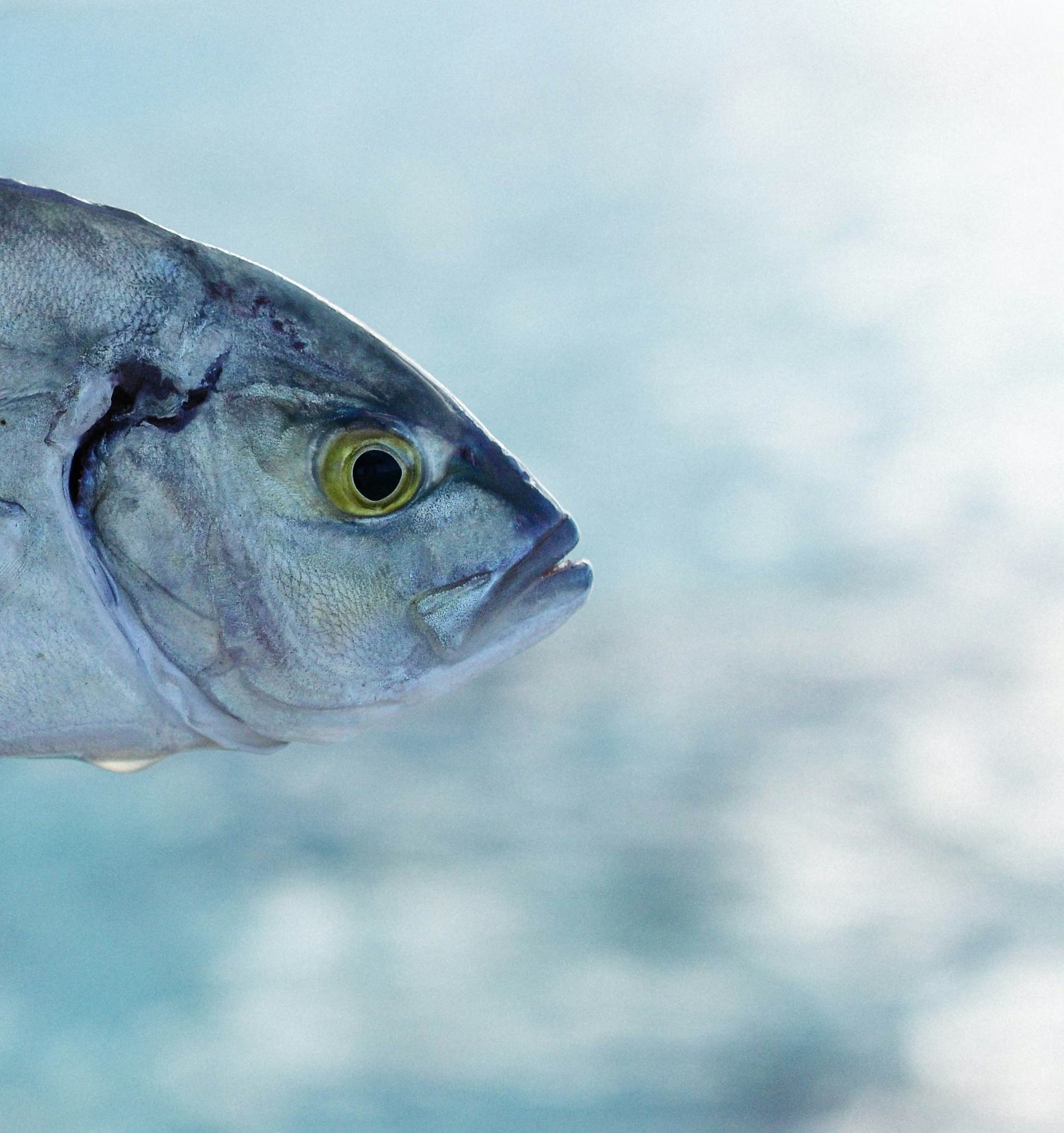 Pomfret