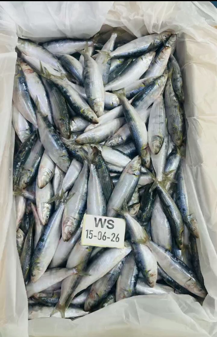 Sardine (Sardinella longiceps)